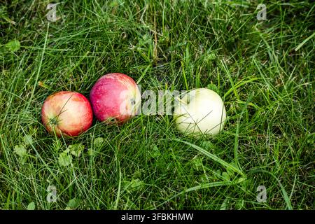Scatto ad angolazione alta di tre mele biologiche fresche e mature, due rosse e una verde, appoggiate sull'erba rigogliosa di un giardino all'aperto in una giornata estiva soleggiata. Foto Stock