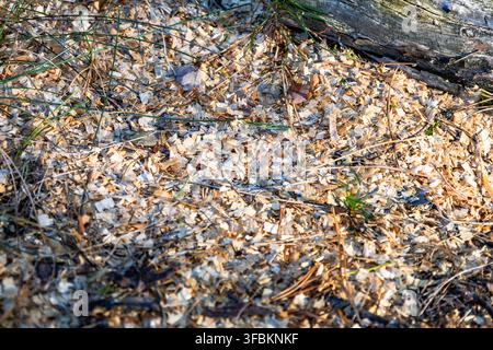 Texture di sfondo naturale di trucioli di legno chiari e segatura sparsi su terra e aghi di pino vicino a un tronco all'aperto nella foresta in una giornata di sole. Foto Stock