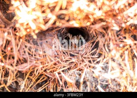 Foto macro di un'unica ragnatela marrone seduta all'ingresso del suo tunnel di ragnatela circondata da aghi di pino secchi all'aperto in un giardino senza persone. Foto Stock