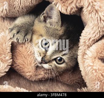 Gattino dorato zintino inglese chinchilla dritto, primo piano Foto Stock