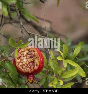 Melagrana aperta su un albero Foto Stock