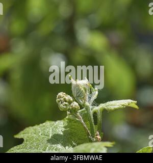 giovane germoglio verde di uva, primavera giorno di sole, primo piano Foto Stock