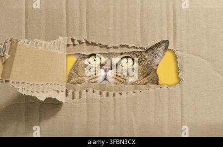 La museruola di un gatto grigio dalle orecchie dritte sporge da un foro lacerato in carta marrone, guardando verso l'alto Foto Stock
