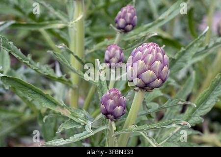 Gemme commestibili viola di Cynara cardunculus var. scolymus, noti anche come artischocco globo, artischocco francese e artischocco verde, che crescono in un giardino con Foto Stock