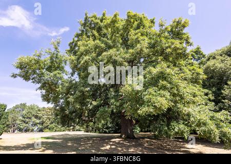Grande Quercus cerris, la quercia della Turchia o quercia austriaca in un parco paesaggistico. Foto Stock