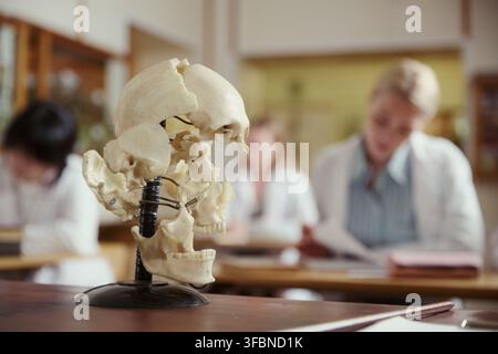Modello di cranio umano in piedi su scrivania con giovani studentesse universitarie caucasiche che studiano sullo sfondo sfocato, perfetto per l'educazione anatomica e il marketing universitario Foto Stock