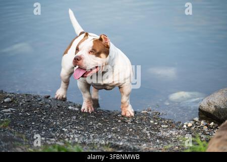 Un bellissimo American Bully di razza pura bianco e marrone in piedi su una riva di ciottoli vicino all'acqua. L'animale domestico sano è vigile e giocoso, guarda Foto Stock