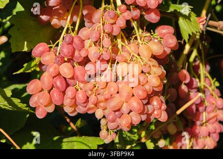 Vista ravvicinata di grappoli di uva rosa maturi che brillano sotto la calda luce del sole in un frutteto prima della raccolta Foto Stock