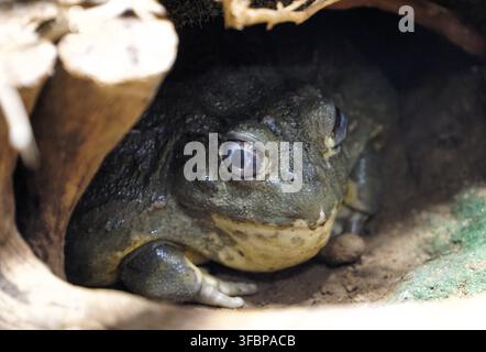 Primo piano di un rospo gigante africano (Pyxicephalus adspersus) che si nasconde in una grotta nel terreno della savana africana Foto Stock