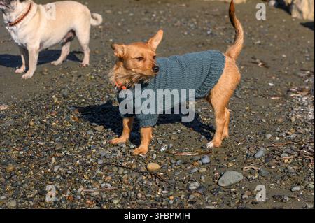 Un piccolo cane che indossa un maglione caldo gode di una giornata di sole in spiaggia, circondato da amici giocosi sulla sabbia. Foto Stock