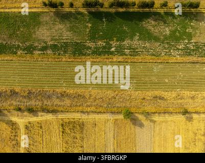 Vista aerea di campi agricoli con file di colture, erba secca dorata e vegetazione verde, Uranden de Morelos, Michoacan, Messico. Foto Stock
