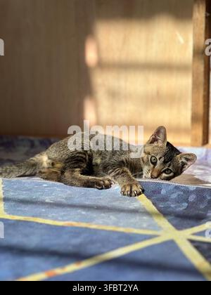 Grazioso gattino tigrato sdraiato su un tappeto intessuto a righe, guarda la fotocamera con occhi luminosi, zampe allungate in avanti nella luce soffusa del sole. Foto Stock
