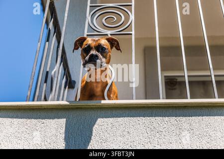 Cane Boxer attento che guarda oltre la ringhiera del balcone Foto Stock