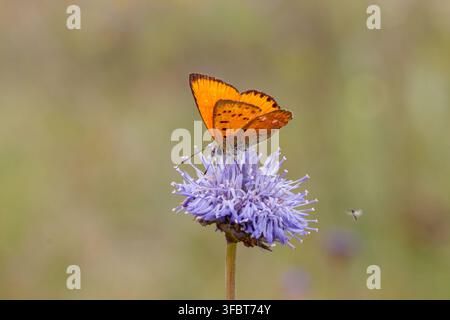 Farfalla di rame rara (Lycaena virgaureae) seduta su una fiore selvatico viola Jasione montana in un prato estivo. Luglio 2023 Foto Stock