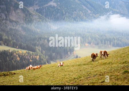 Mucche al pascolo su una collina sopra la Val di Funes circondata da foreste e nuvole basse. Paesaggio rurale tranquillo in Alto Adige durante l'autunno Foto Stock