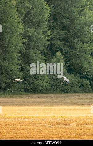 Due gru eurasiche selvatiche che planano basse su un campo agricolo dorato autunnale con uno sfondo di foresta verde lussureggiante nella calda luce del giorno. Foto Stock