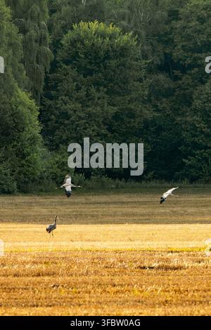 Grane comuni selvatiche che prendono il volo sopra un campo agricolo dorato con una gru in piedi sotto vicino a una foresta fitta. Foto Stock