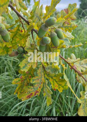 Grappolo di ghiande verdi immature su un ramo di quercia con foglie macchiate e ingiallite alla fine dell'estate Foto Stock