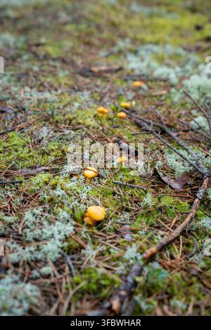 Piccoli funghi selvatici gialli che crescono tra muschio, licheni e aghi di pino sul suolo di una foresta di conifere Foto Stock