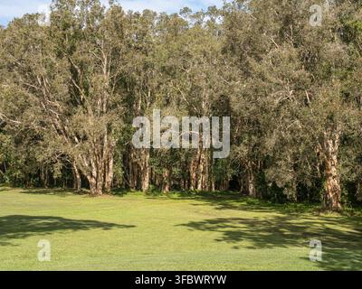 L'erba illuminata dal sole si estende sotto alberi alti e frondosi. Ombre screziate si muovono attraverso la distesa verde Foto Stock