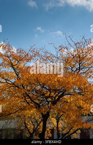 Un bell'albero autunnale con una vivace chioma oro-arancio che si staglia contro un cielo blu terso. Foto Stock