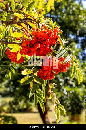 Bacche di rowan rosso vivo che crescono in grappoli fitti tra foglie verdi su un ramo illuminato dal sole Foto Stock