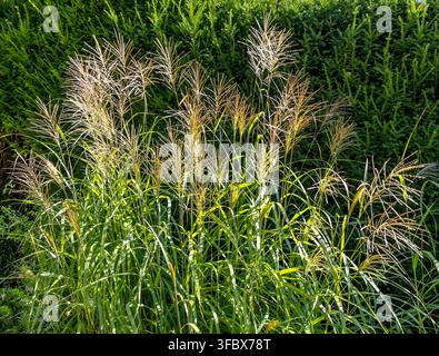 Erba ornamentale con alte piume dorate e piumose che crescono contro una siepe verde fitta Foto Stock