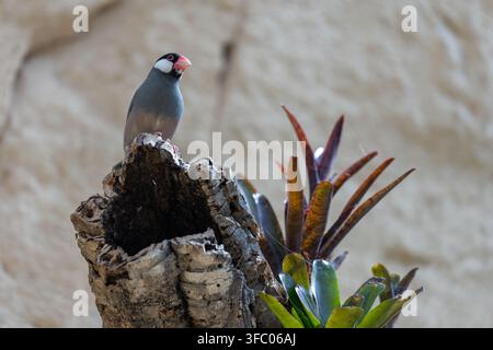 Passero del Giava  Padda oryzivora Foto Stock