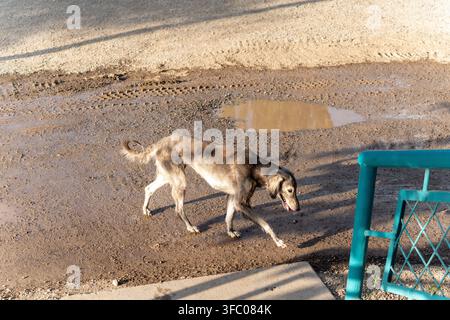 Un Taigan magro e affamato, il levriero nativo kirghiso, cammina da solo attraverso un ambiente esterno fangoso. Foto Stock