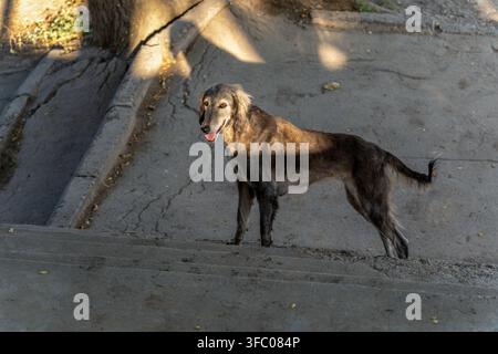 Un cane Taigan perso e affamato, noto anche come levriero kirghizo, si trova su gradini di cemento alla luce della città. Questa razza rara e magra di randagio sembra thi Foto Stock