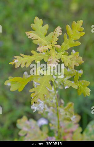 Primo piano di giovani foglie di quercia fresche che si dispiegano in primavera, mostrando una delicata chioma lobata su uno sfondo boschivo verde e morbido. Ideale per la natura Foto Stock