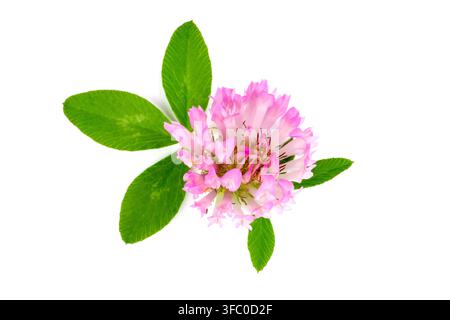Fiore di trifoglio rosa su sfondo bianco. Primo piano di trifoglio. Foto Stock