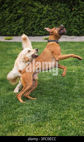 Cane Boxer e Golden Retriever che si ergono insieme su un prato erboso Foto Stock
