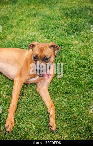 Cane Boxer sdraiato su un prato verde con la lingua fuori Foto Stock