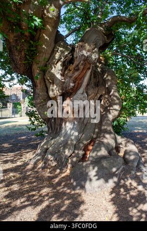 Il tronco contorto di un castagno dolce (Castanea sativa) nel Greenwich Park, Londra Foto Stock