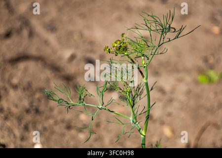 Un delicato gambo di aneto si ramifica con grazia su un terreno secco in un giardino soleggiato. La vista in primo piano enfatizza l'agricoltura biologica e lo sviluppo sano delle colture. Foto Stock