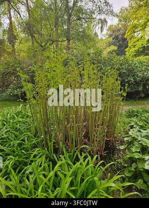 Alte fronde di felce giovani e verdi che crescono in un ammasso fitto accanto a un corso d'acqua in un lussureggiante giardino inglese Foto Stock