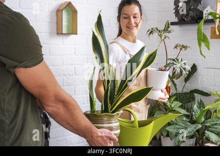 Giovane donna e uomo che annaffiano insieme la sansevieria in una casa luminosa, coppia allegra che si gode il giardinaggio indoor, stile di vita ecologico, arredamento elegante Foto Stock