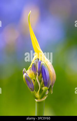 Prima di un bocciolo di giglio africano (Agapanthus) che inizia a schiudersi agli Holkham Gardens, Norfolk, Inghilterra, con petali blu-viola e una colorazione soffusa Foto Stock