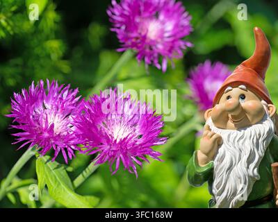 Centauro caucasico sbocciato, Centaurea dealbata Foto Stock