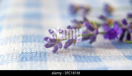 Un grappolo di fiori di lavanda è posizionato su un panno a quadri blu e bianchi in uno spazio ben illuminato. Foto Stock