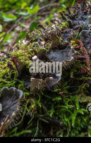 Un dettaglio macro cattura un ecosistema vivace di vari licheni e muschio verde che prosperano sul suolo della foresta. Le intricate trame del buio, Foto Stock