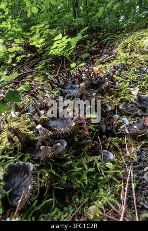 Prima piano, ripresa verticale di un suolo boschivo rigoglioso, che mostra un ricco intreccio di muschio verde vibrante intrecciato con funghi scuri, coriacei e simili a licheni Foto Stock