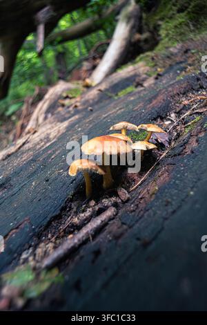 Un primo piano verticale di un gruppo di piccoli funghi marroni e gialli che crescono da un tronco caduto scuro e muschioso in un ambiente forestale vivace. La sh Foto Stock