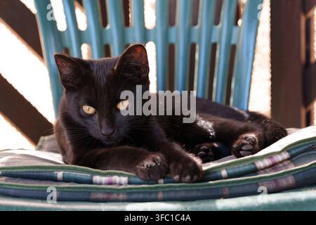 Grazioso gatto nero con occhi giallo brillante che riposa comodamente su un cuscino verde su una sedia da patio all'aperto. Un felino domestico rilassato che si gode una giornata soleggiata da Foto Stock