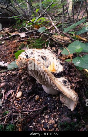 Una vista ravvicinata di un grande fungo bianco, forse caduto o che cresce di lato, con le sue lamelle intricate chiaramente visibili. Riposa su un primo piano testurizzato Foto Stock
