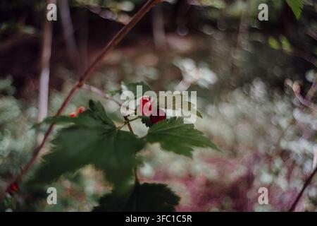 Prima pianura di un grappolo di ribes rossi incastonati tra foglie verdi su un ramo sottile. L'ambientazione naturale presenta un morbido bokeh sfocato in secondo piano Foto Stock