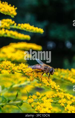 Una fotografia dettagliata in primo piano cattura una mosca volante (Eristalis tenax) posata su un grappolo di fiori gialli dorati vibranti. L'insetto a strisce bo Foto Stock