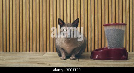 Gatto esotico da lupo mannaro seduto accanto a un alimentatore automatico e che guarda insoddisfatto verso la telecamera. Immagine panoramica con spazio libero. Foto Stock