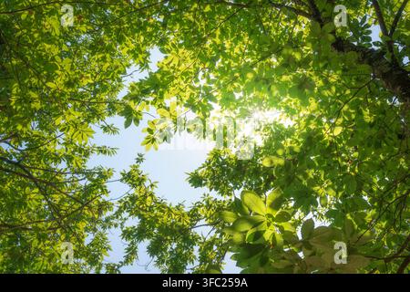 Vista ad angolo basso che guarda attraverso le foglie e i rami di un castagno verde con un bagliore di luce solare in una foresta di Garfagnana. Lucca, Toscana, Italia Foto Stock